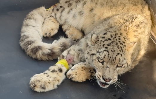 青海被救護(hù)雪豹“凌不餓”身體狀態(tài)逐步恢復(fù) 
