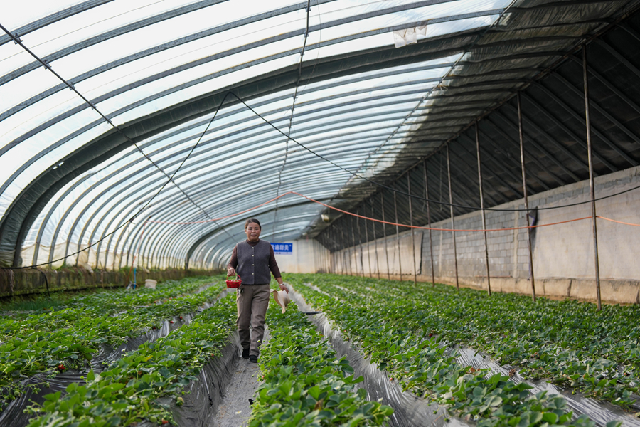 四中全会精神在基层|青海西宁:探寻高原草莓走红“密码”