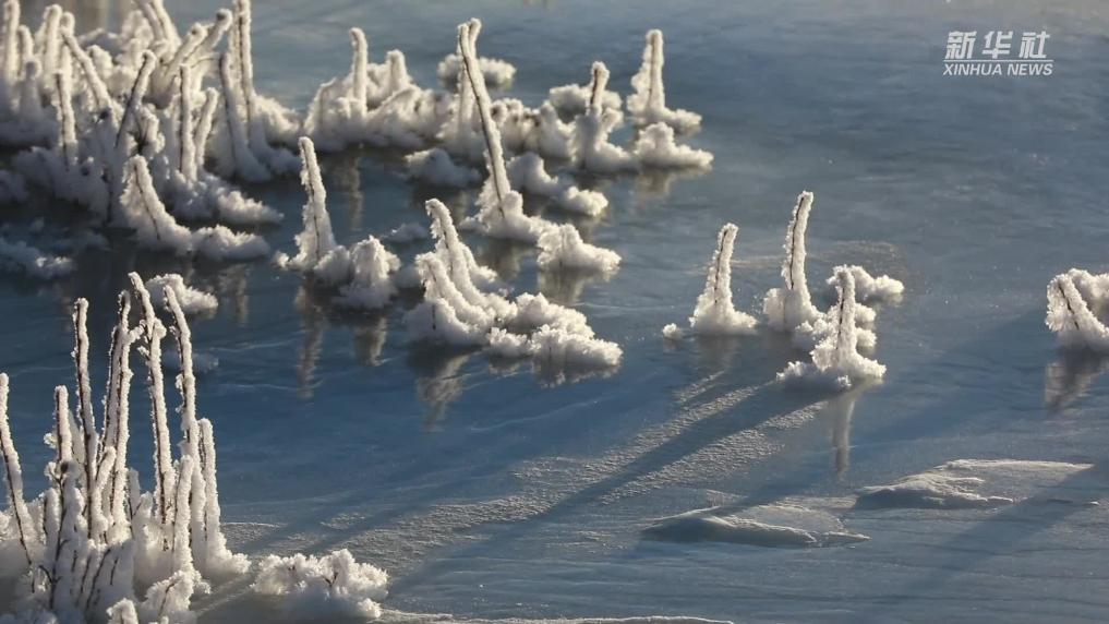 青海祁连:晨晖染雾凇