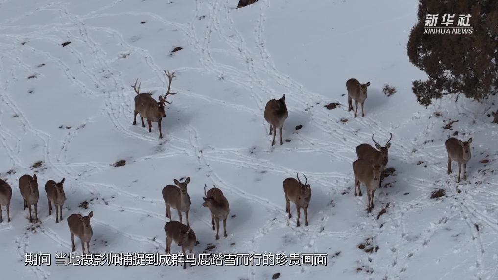 青海都兰：皑皑春雪映鹿群