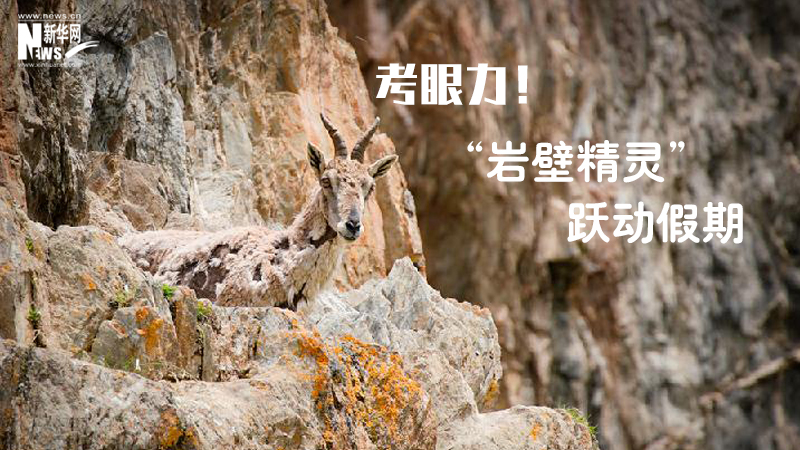 三江源慢直播丨考眼力！“巖壁精靈”躍動假期