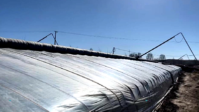 新鮮！青藏高原長出“熱帶水果”