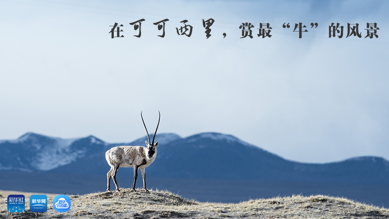 三江源慢直播丨在可可西里，賞最“牛”的美景