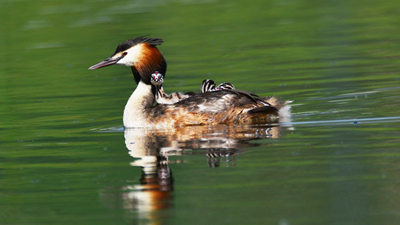 超有愛！看西寧北川河濕地公園鳳頭??花樣“遛娃”