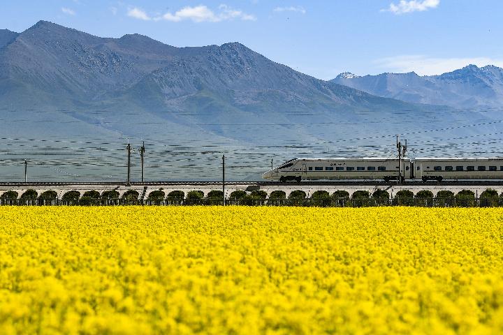 國社@青海丨祁連山下“花經(jīng)濟(jì)”