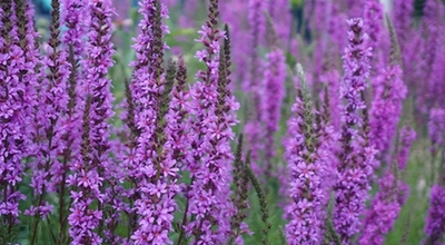 黃河岸邊花田香