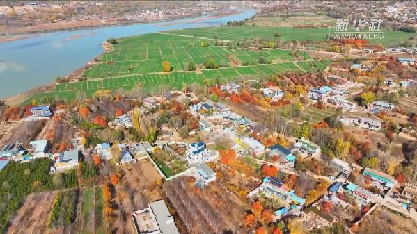 青?；。喝f畝冬小麥染綠黃河畔