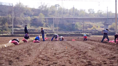 青海樂都：冬蒜種植正當時