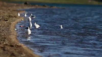 世界野生動植物日，帶您到青藏高原領(lǐng)略“野生動物家園”