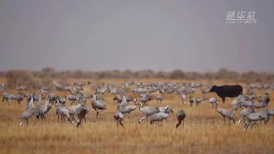 壯觀！遷徙灰鶴“備降”青海都蘭